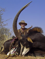 Arc_recurve_Black_Widow