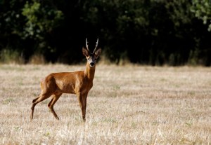 Chevreuil_Sarthe_Xavier_Pec