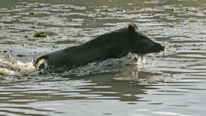 Sanglier_et_nenuphars_Xavier