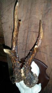 JFL Brocard limousin 2014 1