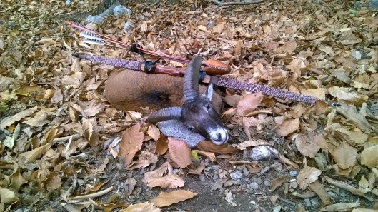 caroux 2017 berland mouflon