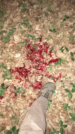 alex Tourancheau flaque de sang